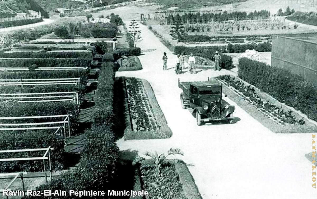 Oran - Raz-El-Ain - Pepinieres.jpg